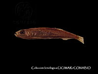 CICIMAR0556 Vinciguerria lucetia.jpg