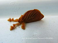 MN6PG0442 Acraga.jpg