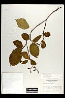 102102 Alnus oblongifolia.jpg