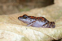 JEPS013 Eleutherodactylus rubrimaculatus.jpg