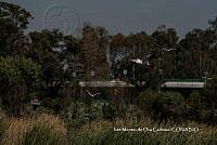 IMDOC3801 Pelecanus erythrorhynchos.jpg