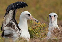 JRRO0338 Phoebastria immutabilis.jpg