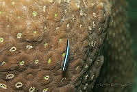 IDG1532 Elacatinus oceanops.jpg