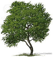 ADDLT0007 Conocarpus erectus.JPG