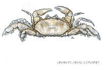 UNAM_FC-SISAL-0090 Pinnotheridae.jpg