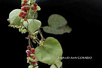 ME010 JA 00125 Cissampelos pareira L., 1753.JPG