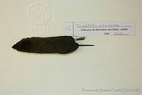 FXGC0022 Cryptotis mexicana.jpg