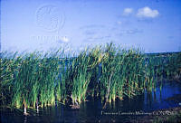 FGM1214 Typha sp..JPG