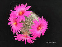 3R 00922 Mammillaria boolii.jpg