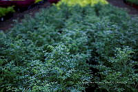 IMDOC 5845 Ruta graveolens.jpg