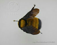 JAMR081 Bombus sonorus.jpg