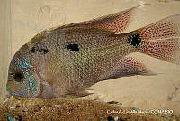 FM005 053 Vieja regani.tif