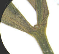 SL1519 Euphorbia sphaerorhiza.jpg