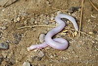 CNS1298 Bipes biporus.jpg