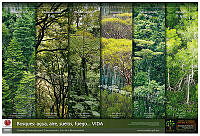 Cartel Año Int Bosques_Final.jpg