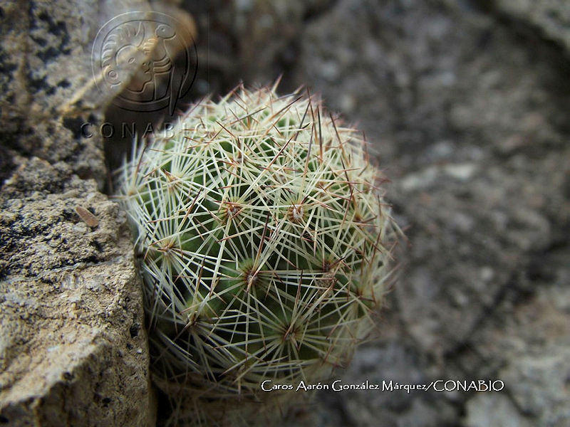 CAGM%200011%20Escobaria%20chihuahuensis.jpg.nyeTjp70MUljjy1jQA3g0JtbmFja29CbnFuZ3NAbXJ6LGtwZwA.Ff InE9l0x