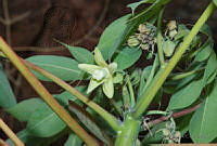 VWS&YRA0142 Manihot caudata.jpg