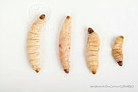 IMDOC3439 Aegiale hesperiaris.jpg