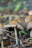SM0520 Coprinellus micaceus.jpg