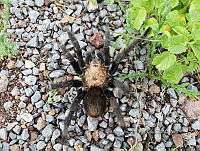 RE009 0041 Aphonopelma pallidum.jpg