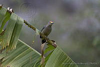 MASM02538 Melanerpes aurifrons.jpg