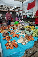 IMDOC Hong 0041 Hypomyces .jpg