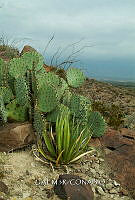 3R 01272 Opuntia robusta.jpg