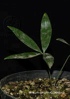 PJB ME014 235 Zamia paucijuga.JPG