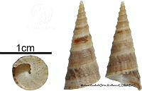 KT014 0874 Turritella banksi.JPG