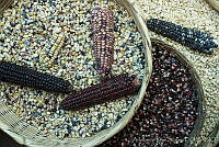 ARS00475 Zea mays.jpg