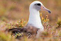 JRRO0508 Phoebastria immutabilis.jpg