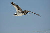 MASM02942 Pandion haliaetus.jpg