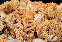 IMDOC Hong 0154 Ramaria sp..jpg