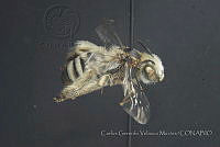 CGVM1212 Melissodes tristis.jpg