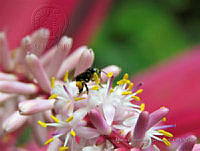 MCS105 Melipona sp..JPG