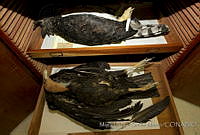 MASM04543 Cathartes aura, Harpia harpyja.jpg