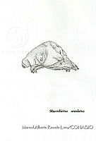 MARL0423 Macrobiotus areolatus.jpg