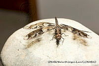 PJ016 0647 Pseudoleon superbus.JPG