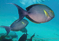 CNS1109 Acanthurus xanthopterus.jpg