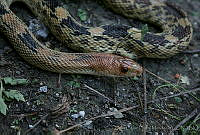 JCHM0078 Pituophis deppei.jpg