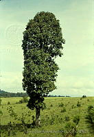 2772 Quercus rugosa.jpg
