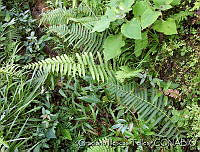 GIT0003 Cyathea tenera.jpg