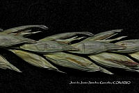 Teocintle 210 Zea diploperennis.jpg