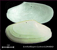 KT014 0541 Macoma tageliformis.JPG