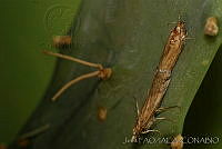 OIEA0007 Cactoblastis cactorum.jpg