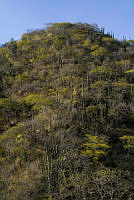 Totolapan_selva seca (3).jpg