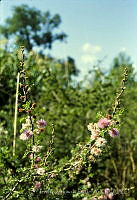 2954 Mimosa monancistra.jpg