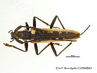 EFM0024 Disteniazteca fimbriata.JPG