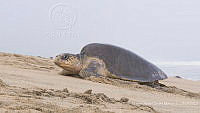 MASM08271 Lepidochelys olivacea.jpg