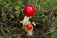 CEOV0006 Amanita muscaria.jpg